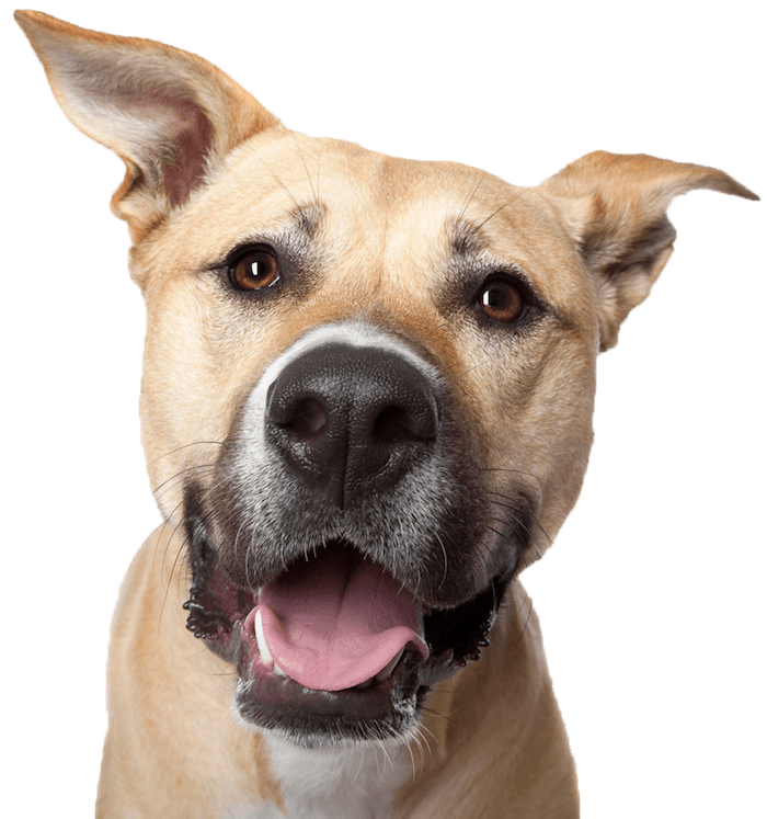 dog-smile600png dog-smile600png