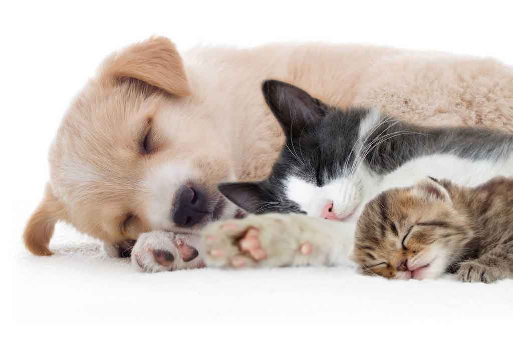 family-pets-cat-dog-kit-pup1024 family-pets-cat-dog-kit-pup1024